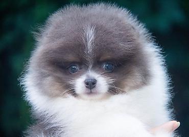 Продажа собак: Шпиц, 2 месяца, Самец — 9