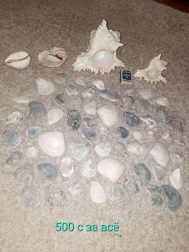 Рыбы: Продам растения и гроты для аквариума в хорошем состоянии,цена указана — 5