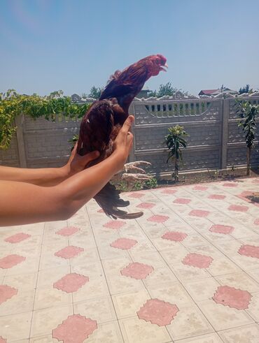 Xoruzlar: Salam her bir kəsə bu xoruz heyrati cinsi das pipk heyvanidi çox əla — 6