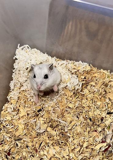 Gəmiricilər: Cırtdan hamsterlər – damazlıqdan - Növ: cırtdan (dwarf) hamsterlər - — 6