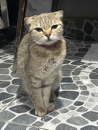qızılı şinşilla: Qızıl şinşilla, Dişi, Yaxşı əllərə, Ünvandan götürmə — 1