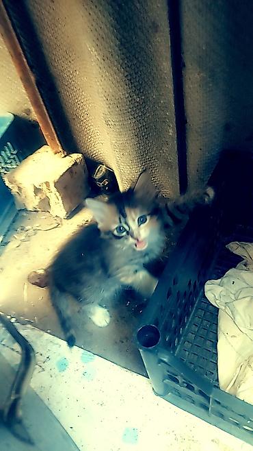 кролики бишкек: Сибирская, 1 месяц, Мальчик, Белый, Приучена к лотку — 8