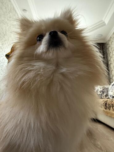 İtlər: Şpitz — 9