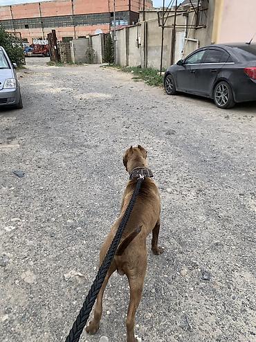 sahiblendirmə: Pitbul, 11 ay, Erkək, Ünvandan götürmə — 4