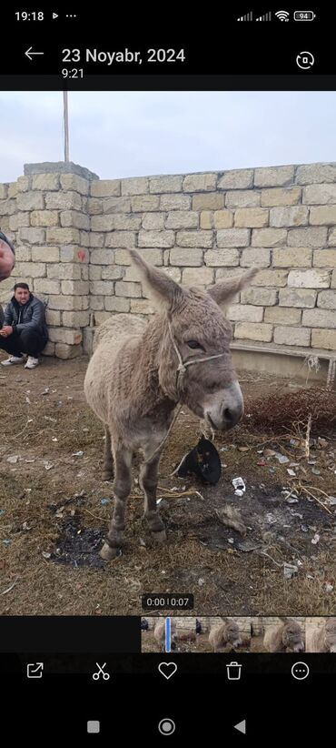 iri buynuzlu heyvan satisi: Eşşəklər