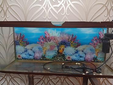 akvaryum altlığı: Xamyak saxlamag üçün akvarium balıqlar üçün xeyirsiz di çatı var - — 1