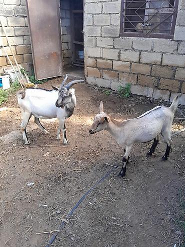 Mal-qara: Alpin Saanen mələz keçilər. 1 erkek+1 disi. Qiymet her ikisine — 2