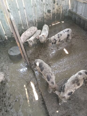 Свиньи: Продаю | Свинья (самка), Хряк (самец), Поросенок