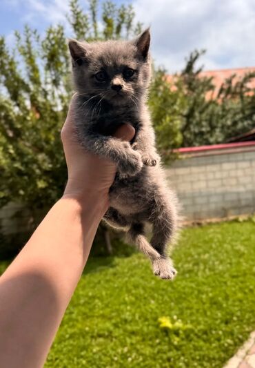 продаю музоо торпок корова самка бык самец айрширская ангус алатауская на забой для разведения на откорм племенные нетель привязанные: Мышык бекер берилет: Британ кыска жүндүү, 2 айлык, Эркек, Аргын, Лотокко барууга үйрөтүлгөн