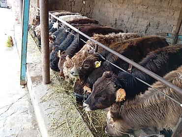 Коровы, быки: Продаю | Бык (самец) | Швицкая | На откорм — 6