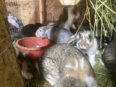 С/х животные и товары: Продается кролики французский баран 4 месяца и серый виликан