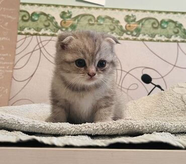 сатам алмашам: Скотиш Фолд (Шотландиялык шалпаң кулак), 2 айлык, Ургаачы, Лотокко барууга үйрөтүлгөн, Курттардан тазаланган