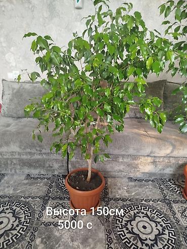 бенжамин: Продаю фикусы большие и ухоженные. высота на фото +цена! по сортам — 3