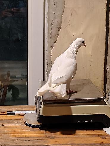 qus ucun qəfəs: 16-17tuk təmiz cilpaq ayaq aglar. biri erkey. biri mayadi. amma cut — 6