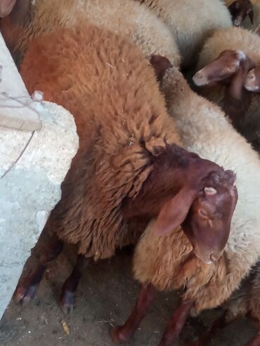 алабай в добрые руки: Erkək, il: 1, 60 kq, Damazlıq, Ətlik, Ünvandan götürmə