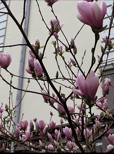 Магнолия: Магнолия - суланжа GENIE Магнолия с закрытой корневой системой — 15