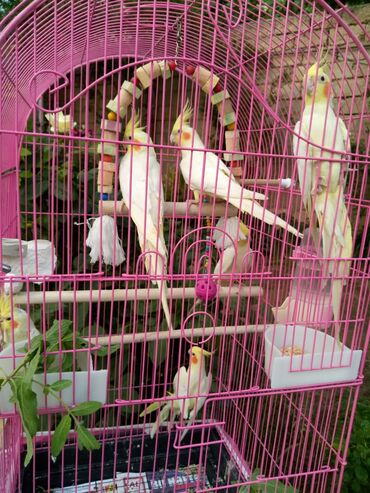 Tutuquşları: Bala var əl qusu var qiymetleri 45 Azn hamsin alana endirim tam — 3