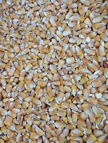 собака ретривер: Кукуруза зерновая в мешках. Подходит для кормовых целей: для птицы — 2