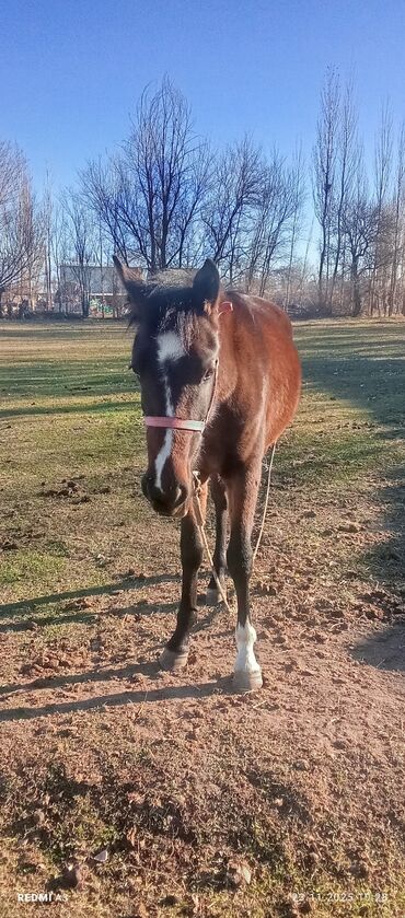Лошади, кони: Продаю | Жеребенок | Рабочий at lalafo.kg — 5 Лошади, кони: Продаю | Жеребенок | Рабочий — 5