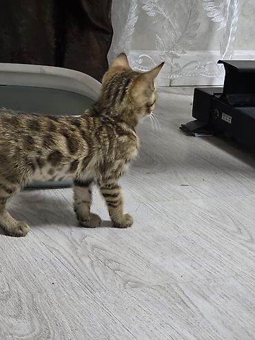 британский кошка: Бенгальская котёнок-девочка. - Полностью здорова, осмотрена — 8