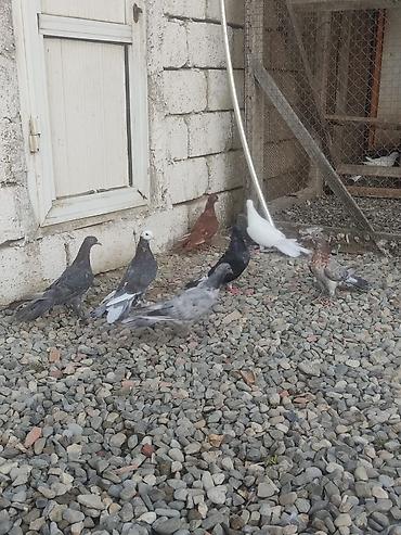 tovuz qusu satilir: Enli Quyruqlar Tək Təkdə satılır Optovoy Satılır 10 Manatdan 30 manata — 2