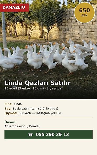 Qazlar: Erkək, | Linda, Damazlıq — 1
