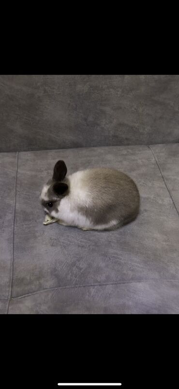 Грызуны: Продаем декоративного кролика он маленький ему 2 месяца