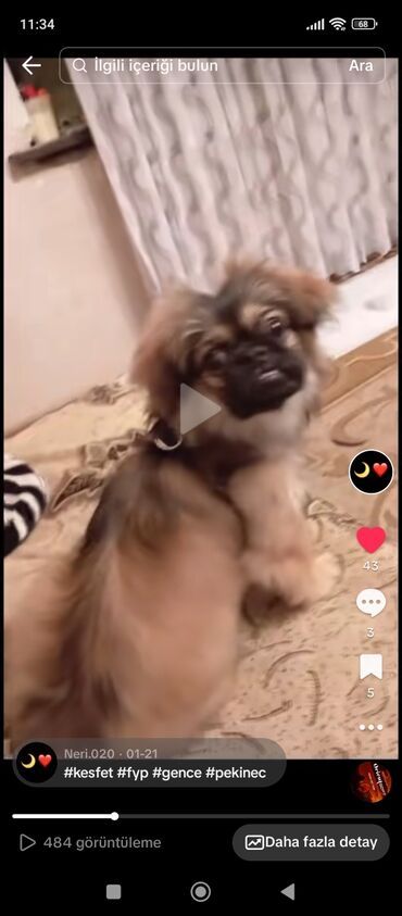 itlər pekines: Пекинес, 1 год, Самец, Для вязки, Самовывоз