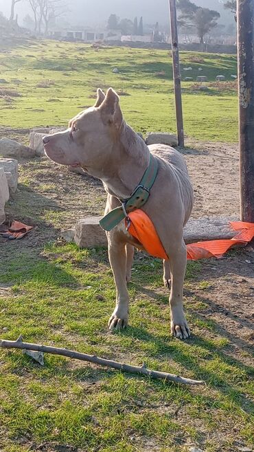 İtlər: Pitbul, 1 il, Erkek, Peyvəndli, Ödənişli çatdırılma — 7