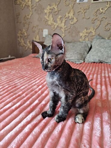 сколько стоит кошка шиншилла: 3 айлык, Ургаачы, Шоколад, Аргын, Лотокко барууга үйрөтүлгөн, Курттардан тазаланган
