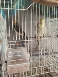 dovşan evi: Başlıq: Papuqaylar satılır – qəfəs qarışıq, yanında yem də verilir