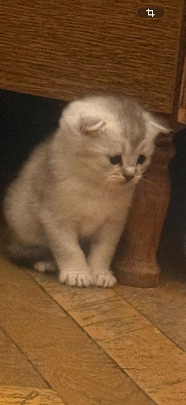 Кошки: Шотландская вислоухая — 3