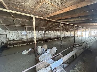 Kommersiya daşınmaz əmlakının satışı: Ferma/Sağmal təsərrüfatı sahəsi - Geniş həyətyanı ərazi və açıq sahə — 27