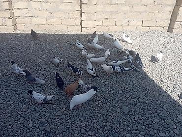 sumqayıt göyərçin: Məhsul: Ev göyərçinləri dəsti Təsvir: - Rəng və naxış müxtəlifliyi — 1