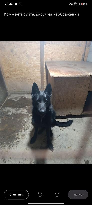 Продажа собак: Немецкая овчарка, 2 года, Самец — 21