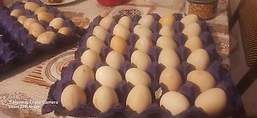 ordəyi: Təzə ördək yumurtası yalniz zeng edin firenq yumurtalari biri 1 man - — 2