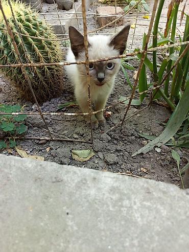 котенок сфинкса: Котёнок девочка с окраской колор-пойнт (светлая шерсть, тёмные ушки — 1