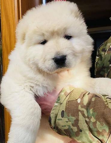 pitbul satilir: Qafqaz çoban iti, 2 ay, Erkək, Sənədli, Pulsuz çatdırılma — 8