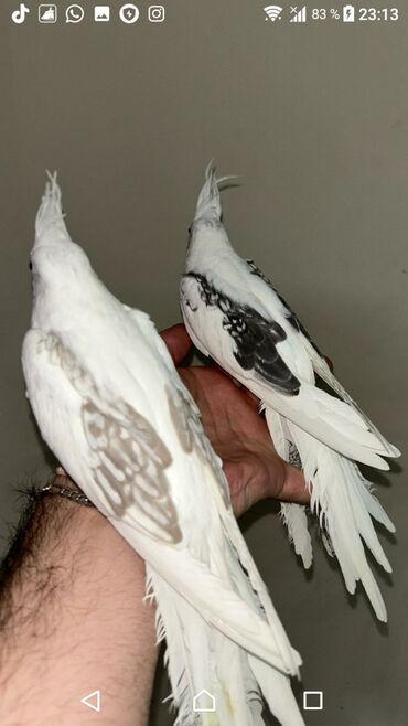 Tutuquşları: Yanaqsız karellalar cüt 250 - 370 azn — 6