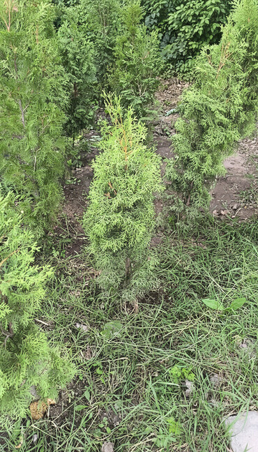 Декоративные деревья: Саженцы деревьев: Туи — 2