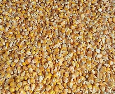 Жүгөрү: Продаю кукурузу фуражную цена 17 сом — 4