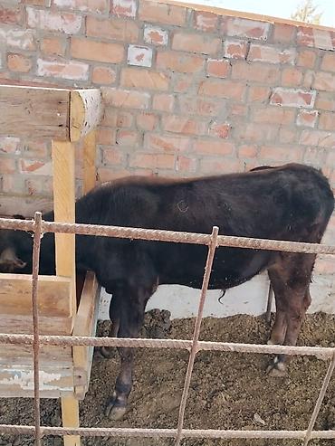 бычок оптом: Продаю | Бык (самец) — 3