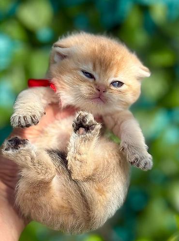 Pişiklər: Britan — 9