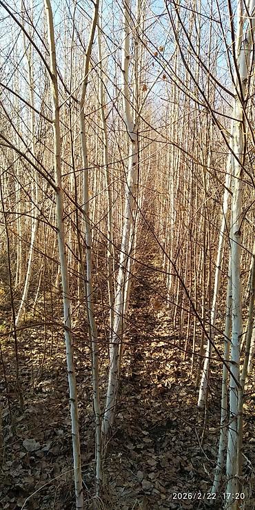 Декоративные деревья: Саженцы деревьев: Берёзы — 4