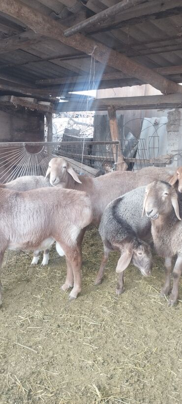 Бараны, овцы: Продаю | Баран (самец) | Полукровка | Осеменитель — 3