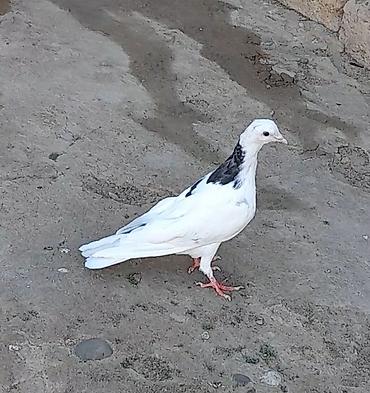 su quşu adları: Tutulma erkey tuleydedi heyvan — 3