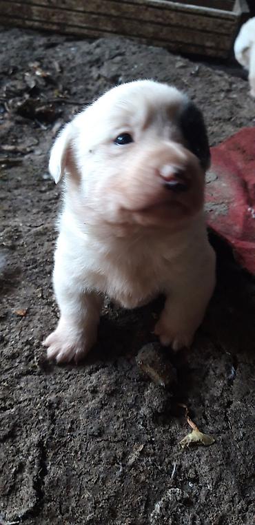 Heyvanlar üçün digər mallar: Zvanok balaları satılır. - Yaş: 1 aylıq - Qidalanma: sərbəst yemək — 11