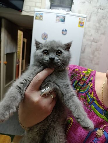 Продажа кошек: Британская короткошёрстная, 2 месяца, Девочка, Лиловый — 10