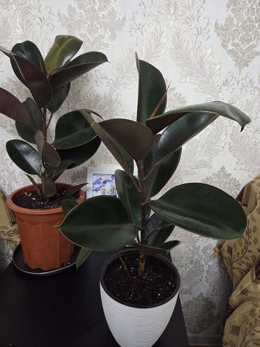 селиконовые формы: Фикус эластика (Ficus elastica, «Каучуконосный фикус») в горшках. -