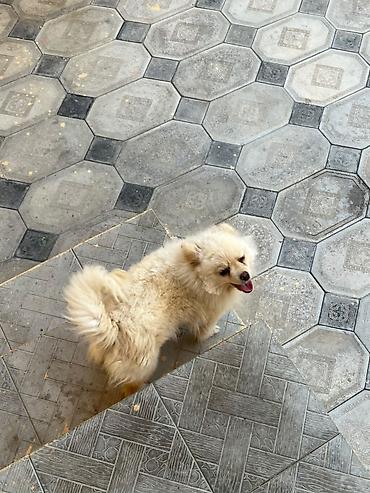 haski itlerin qiymeti: Şpitz, 1 il, Dişi — 6